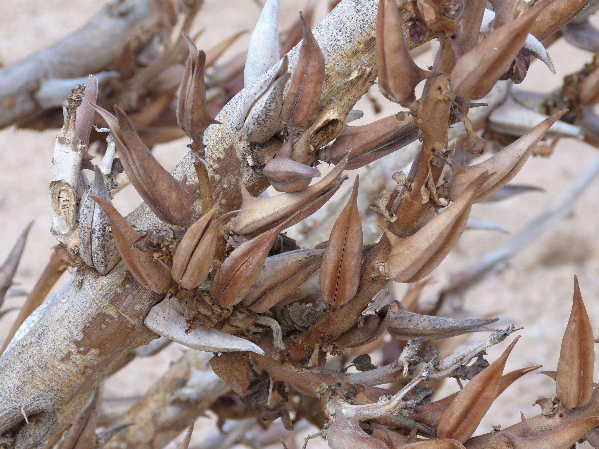 Image of Rogeria longiflora (Royen) J. Gay