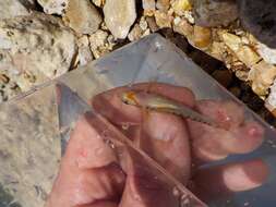 Image of Missouri saddled darter