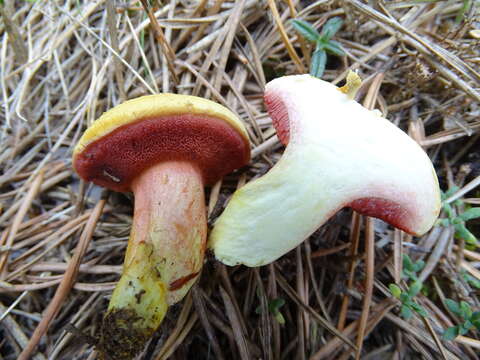 Image of Chalciporus amarellus (Quél.) Bataille