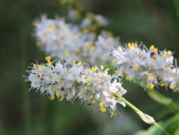 Image of Libertia sessiliflora (Poepp.) Skottsb.