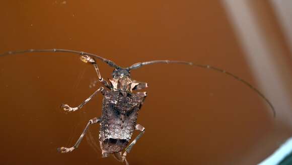 Plancia ëd Polyrhaphis spinipennis Castelnau 1840