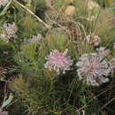 Image of Serruria cyanoides (L.) R. Br