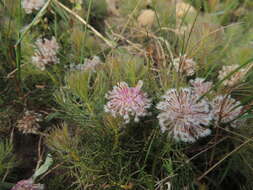 Plancia ëd Serruria cyanoides (L.) R. Br