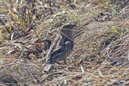 Image of Plain Mountain Finch