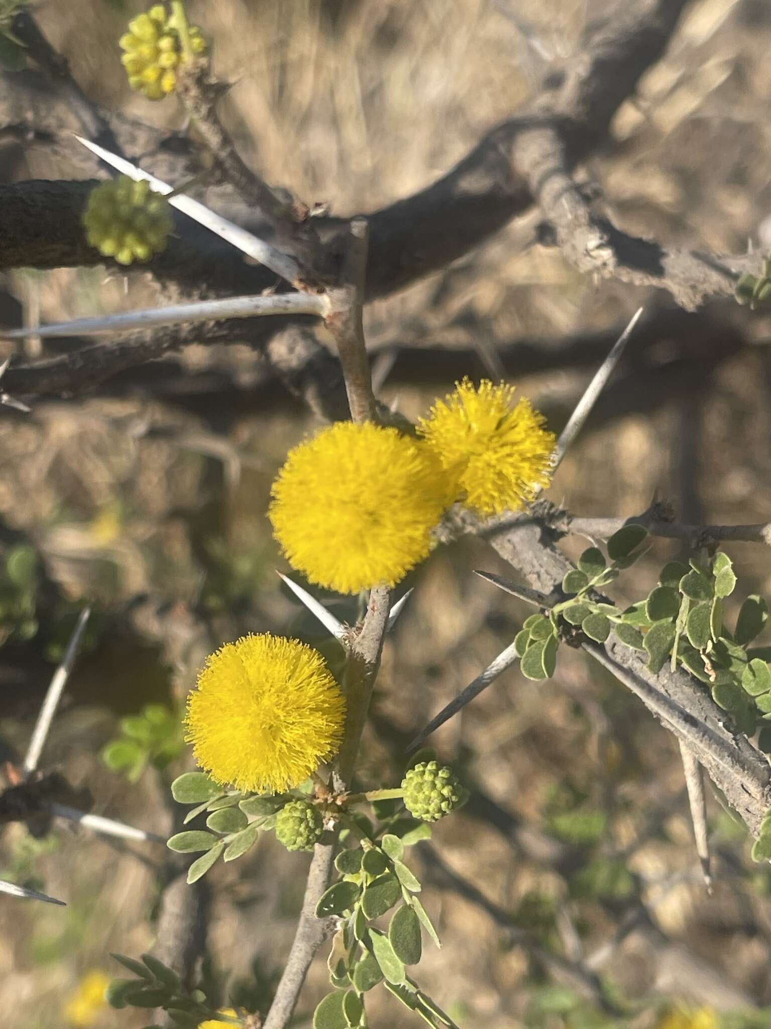 Image de Vachellia nebrownii (Burtt Davy) Seigler & Ebinger