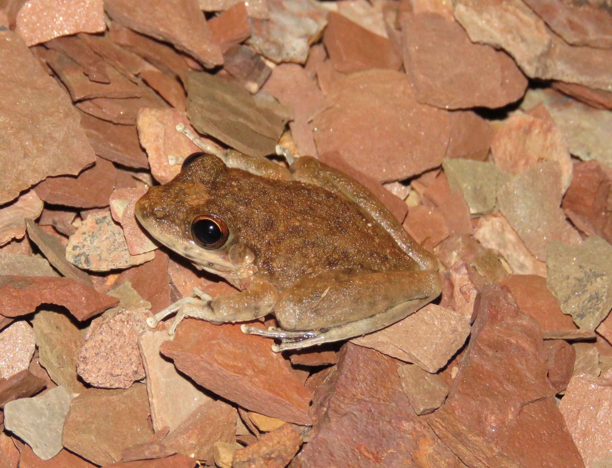 Image de Litoria coplandi (Tyler 1968)