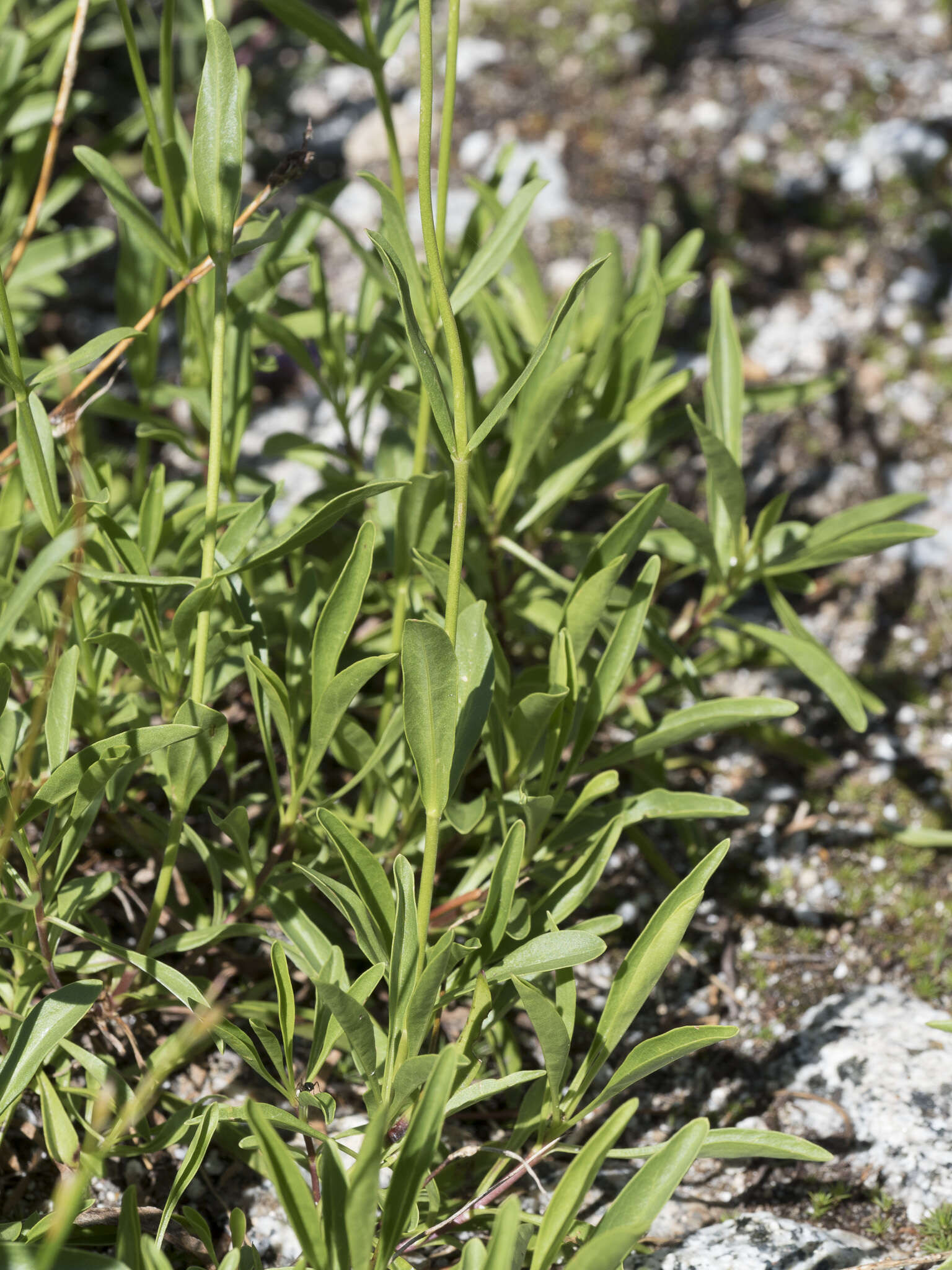 Image of pincushion beardtongue