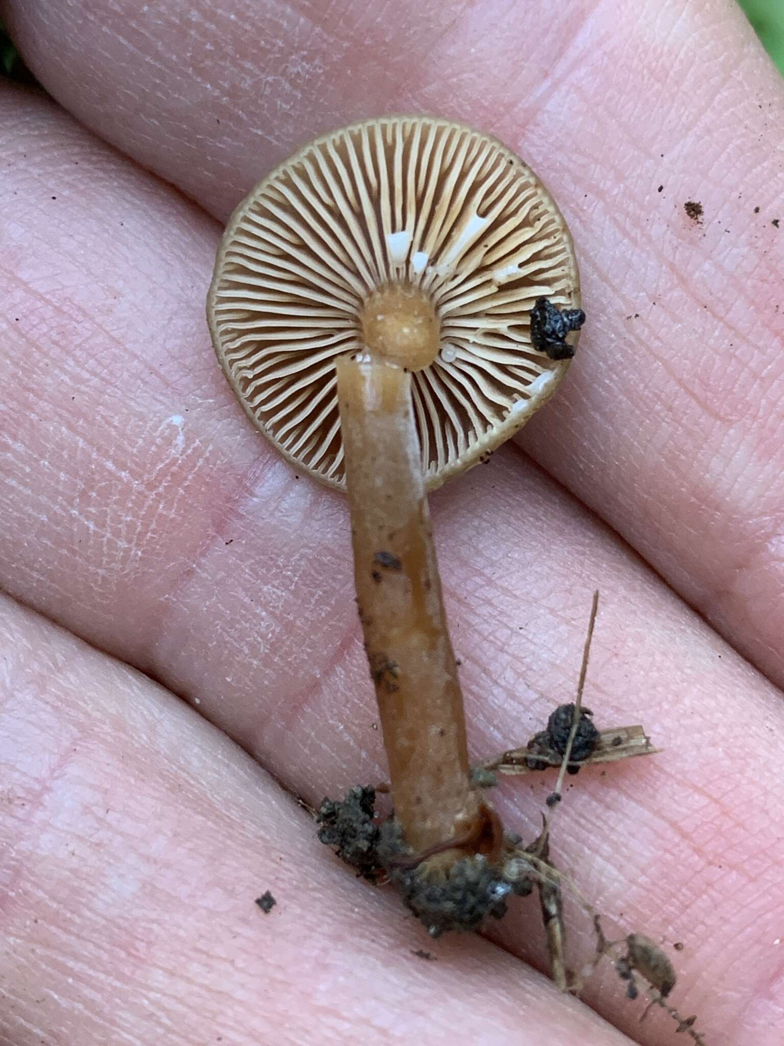 Imagem de Lactarius occidentalis A. H. Sm. 1960