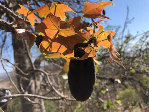 Imagem de Brachychiton australis (Schott & Endl.) Terracino