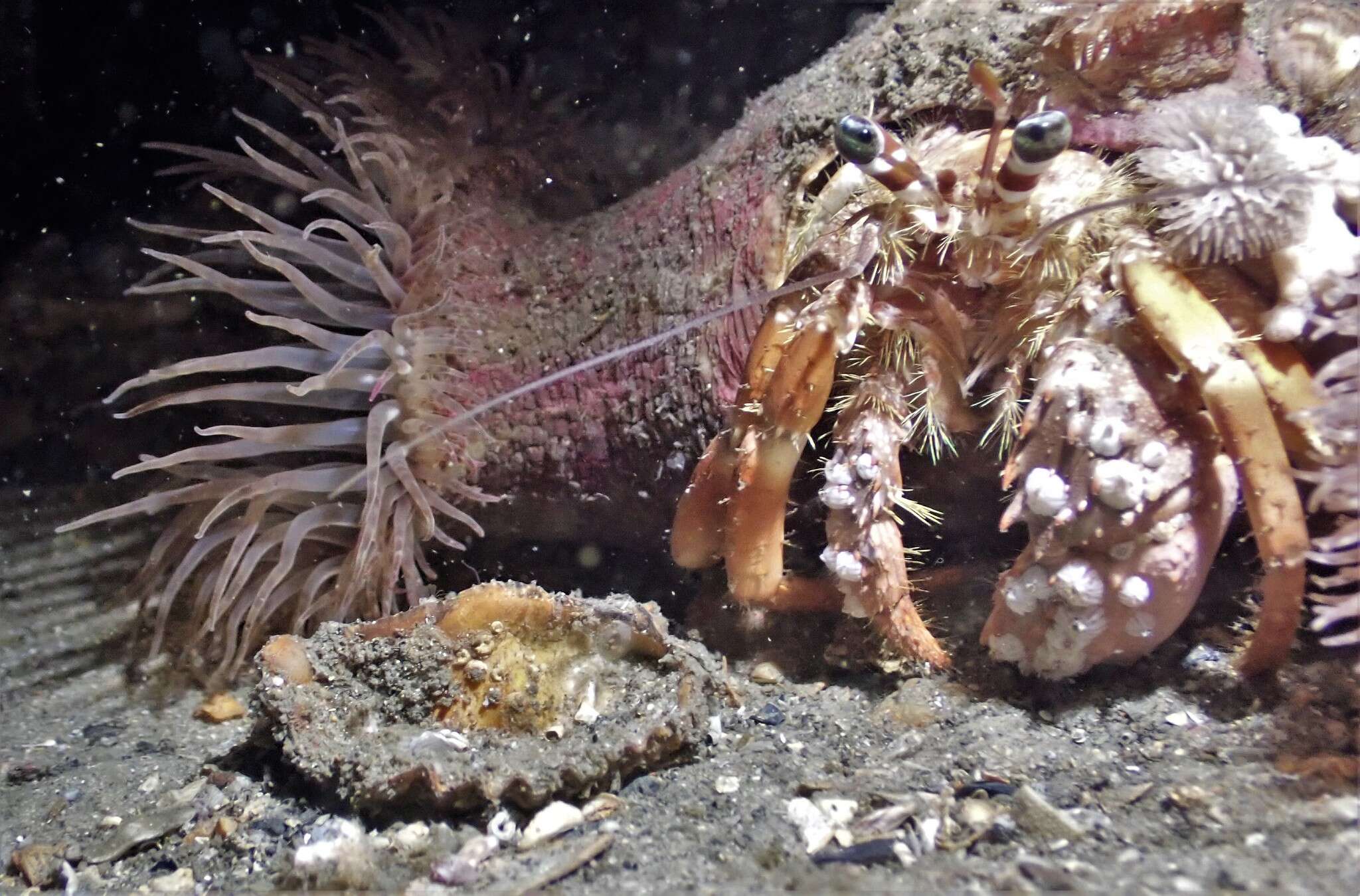 Image of Banded eyestalk hermit crab