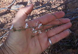 Image of Chlorophytum crispum (Thunb.) Baker