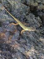 Image of Saint Vincent's Bush Anole