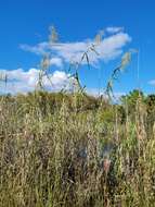 Слика од Phragmites australis subsp. berlandieri (E. Fourn.) Saltonst. & Hauber