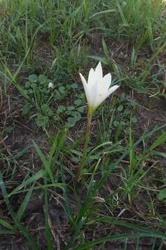 Imagem de Zephyranthes mesochloa Herb. ex Lindl.