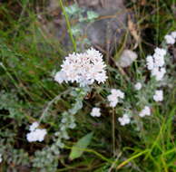 Image of Langebergia canescens (DC.) A. A. Anderberg