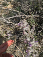 Image of desert lavender