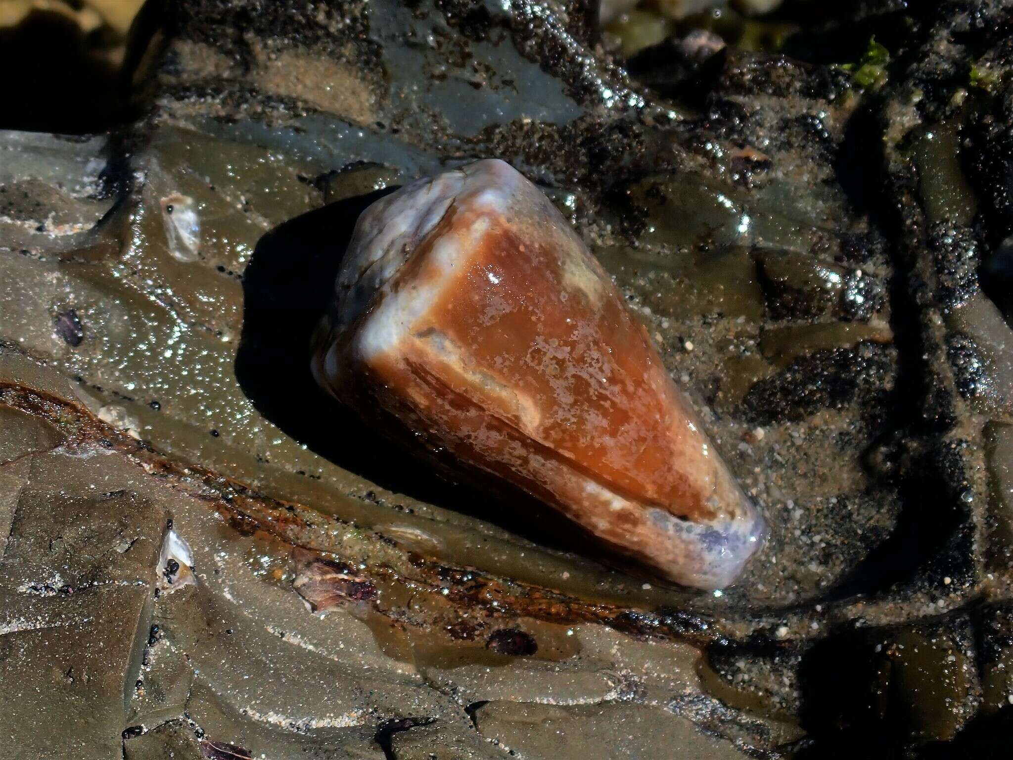 Image of blood-stained cone