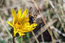 Image of Ferdinandea fumipennis Kassebeer 1999