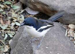 Image of Gabon Boubou