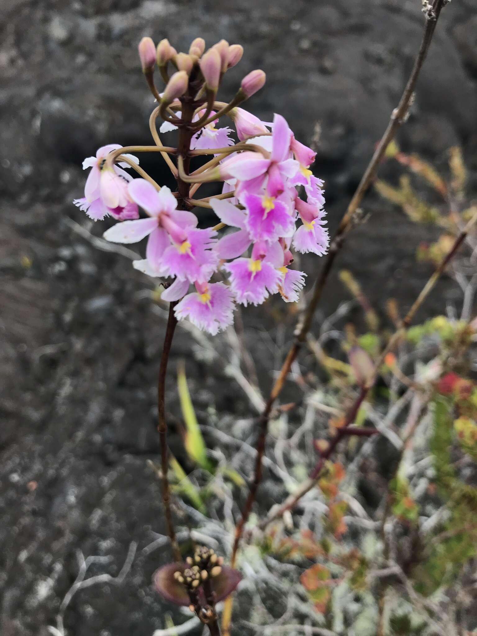 Слика од Epidendrum calanthum Rchb. fil. & Warsz.