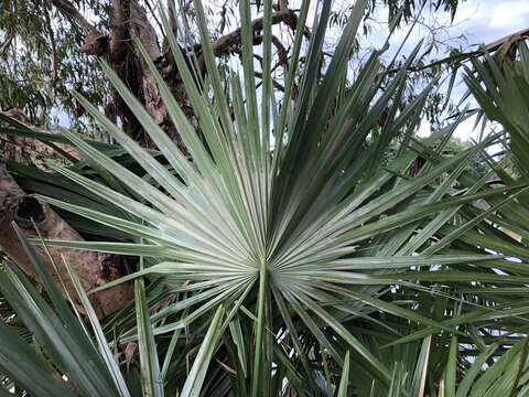 Image of Cabbage-tree palm