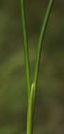 Imagem de Juncus canadensis Gay