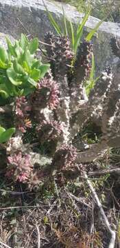 Image of Ceropegia incarnata subsp. incarnata