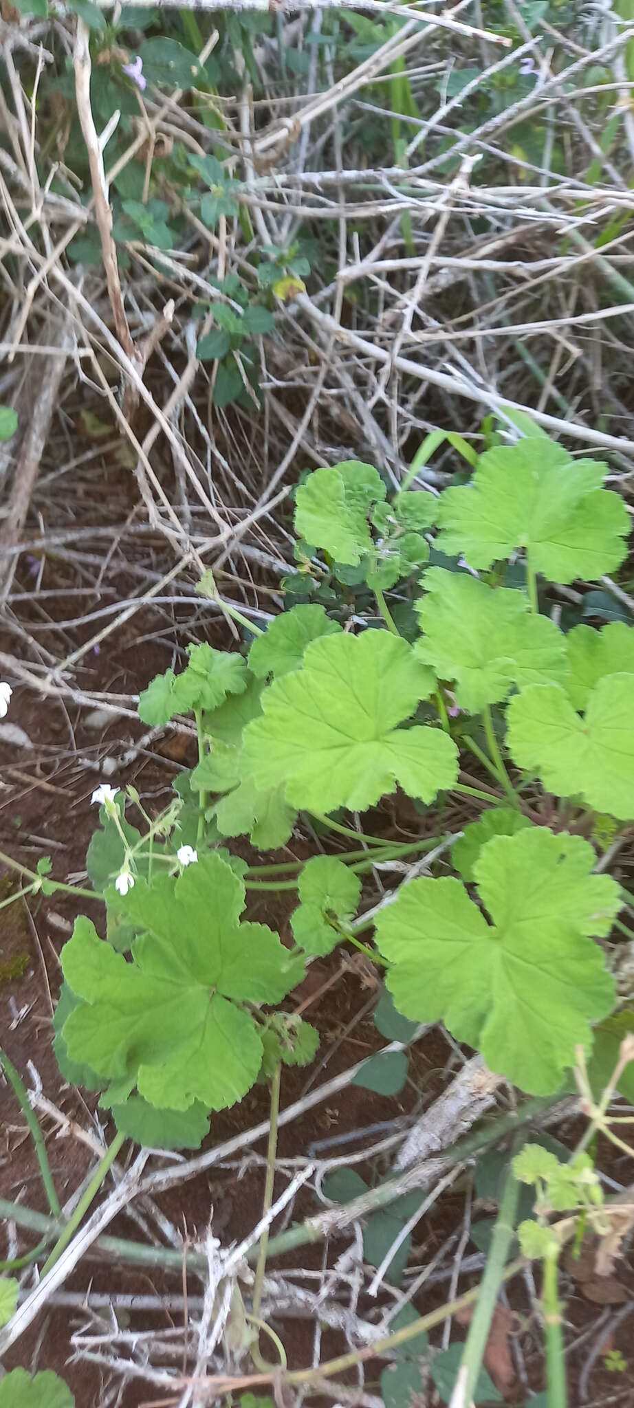 Imagem de Pelargonium odoratissimum (L.) L'Her.