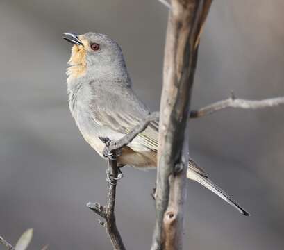 Pachycephala rufogularis Gould 1841 resmi