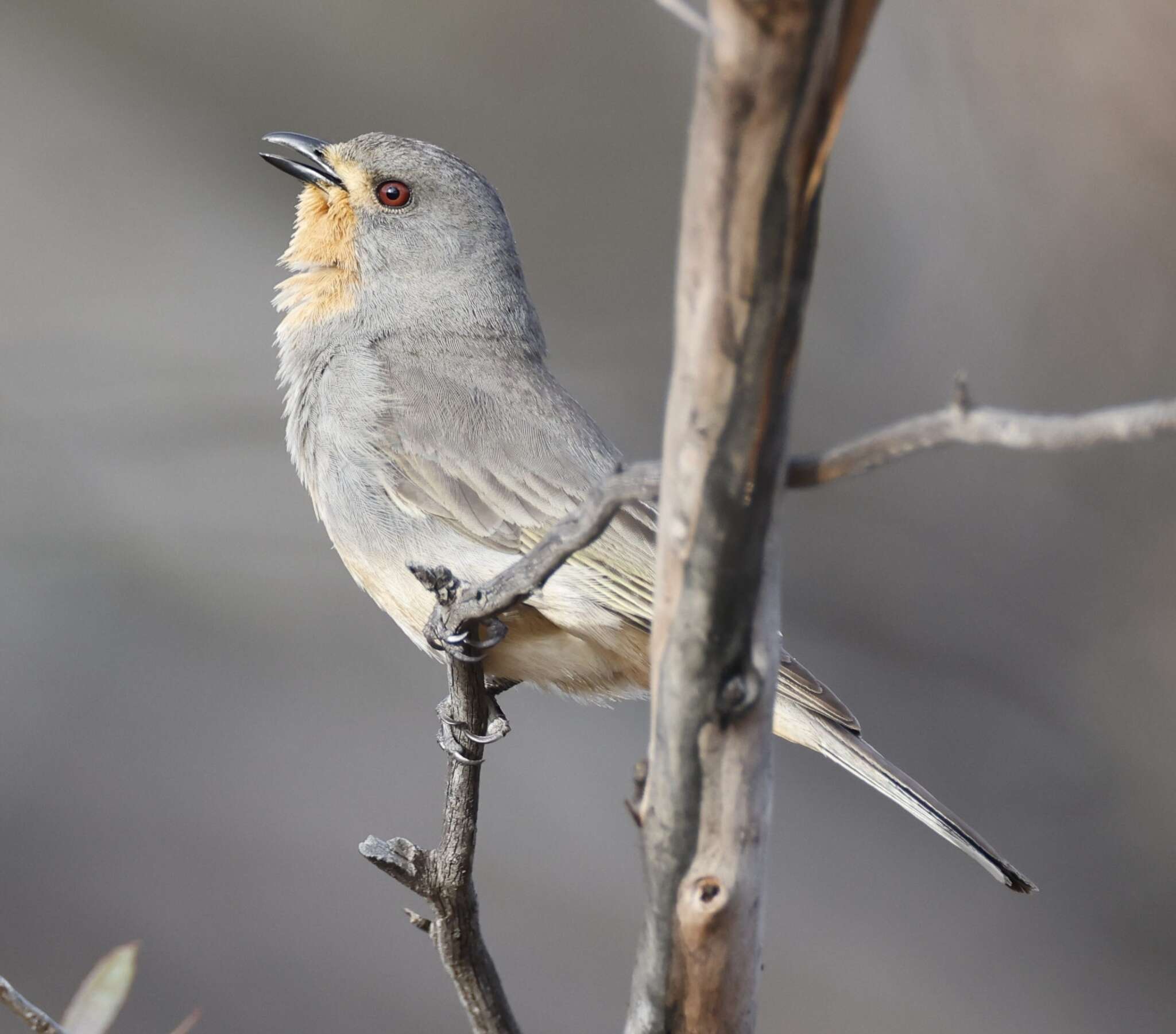 Imagem de Pachycephala rufogularis Gould 1841