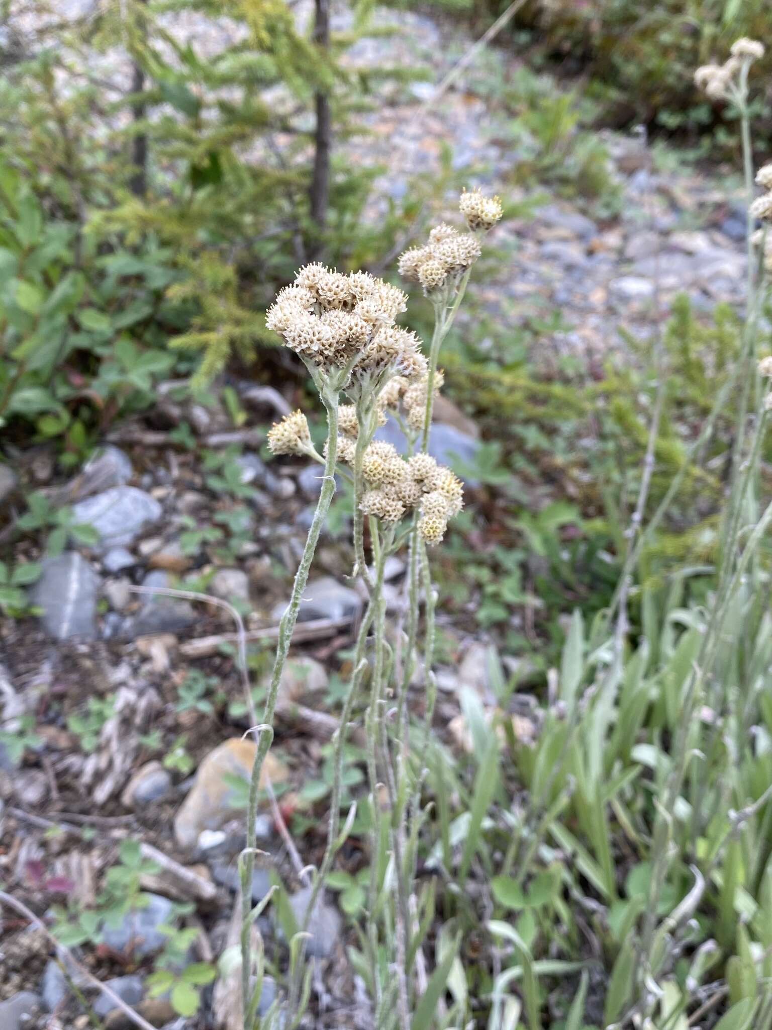 Plancia ëd Antennaria pulcherrima (Hook.) Greene