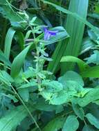 Salvia coerulea Benth. resmi