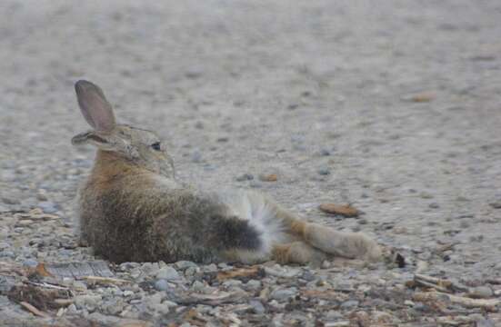 Image of Mountain Cottontail