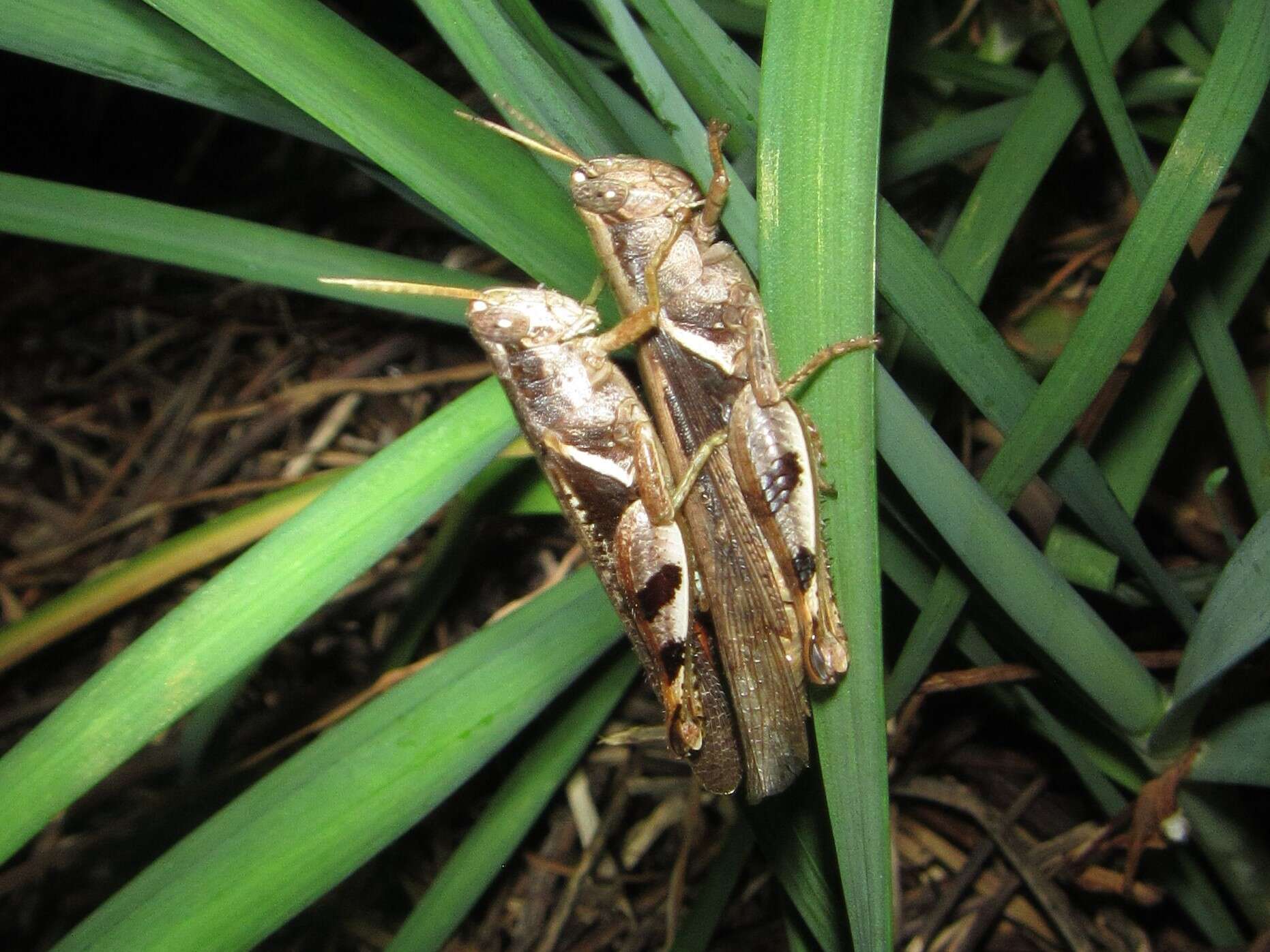 Image of Stenocatantops angustifrons (Walker & F. 1870)