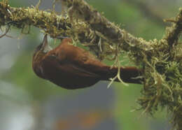 Image of Fulvous-dotted Treerunner