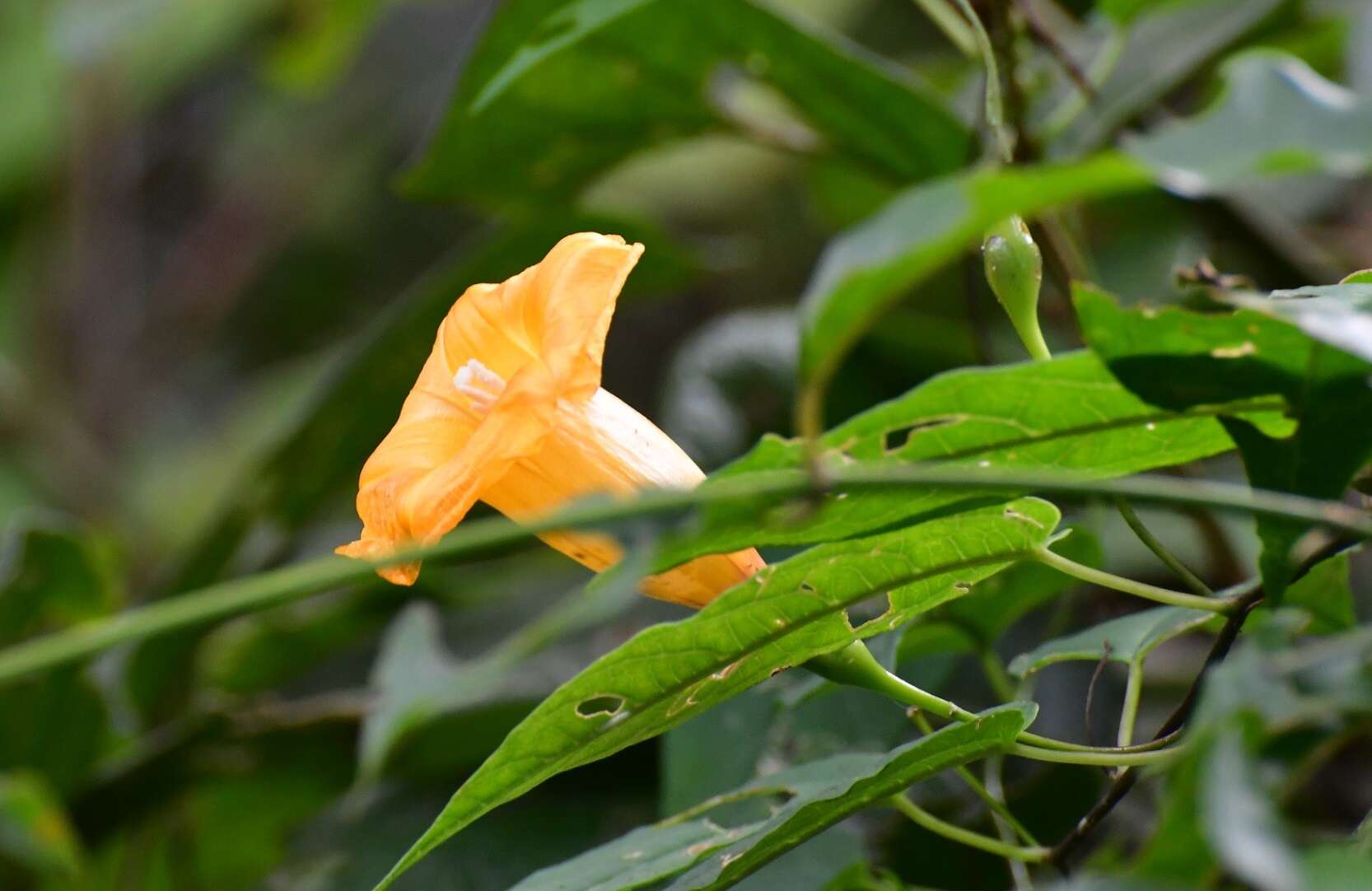 Ipomoea aurantiaca L. O. Williams resmi