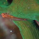 Image of Ghost goby