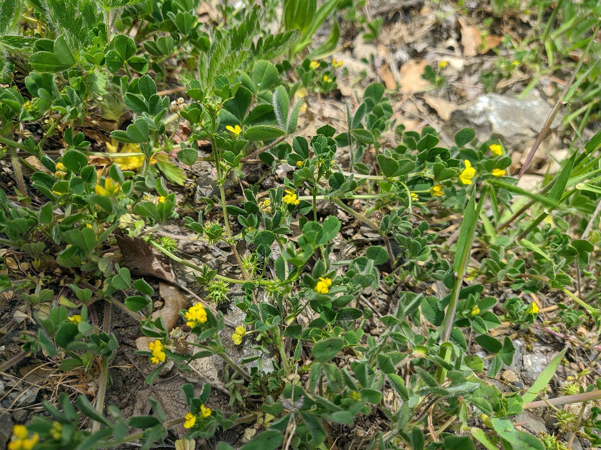 Image of Mediterranean medick