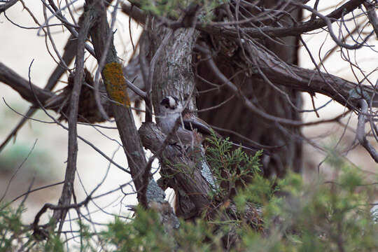 صورة Aegithalos caudatus tauricus (Menzbier 1903)