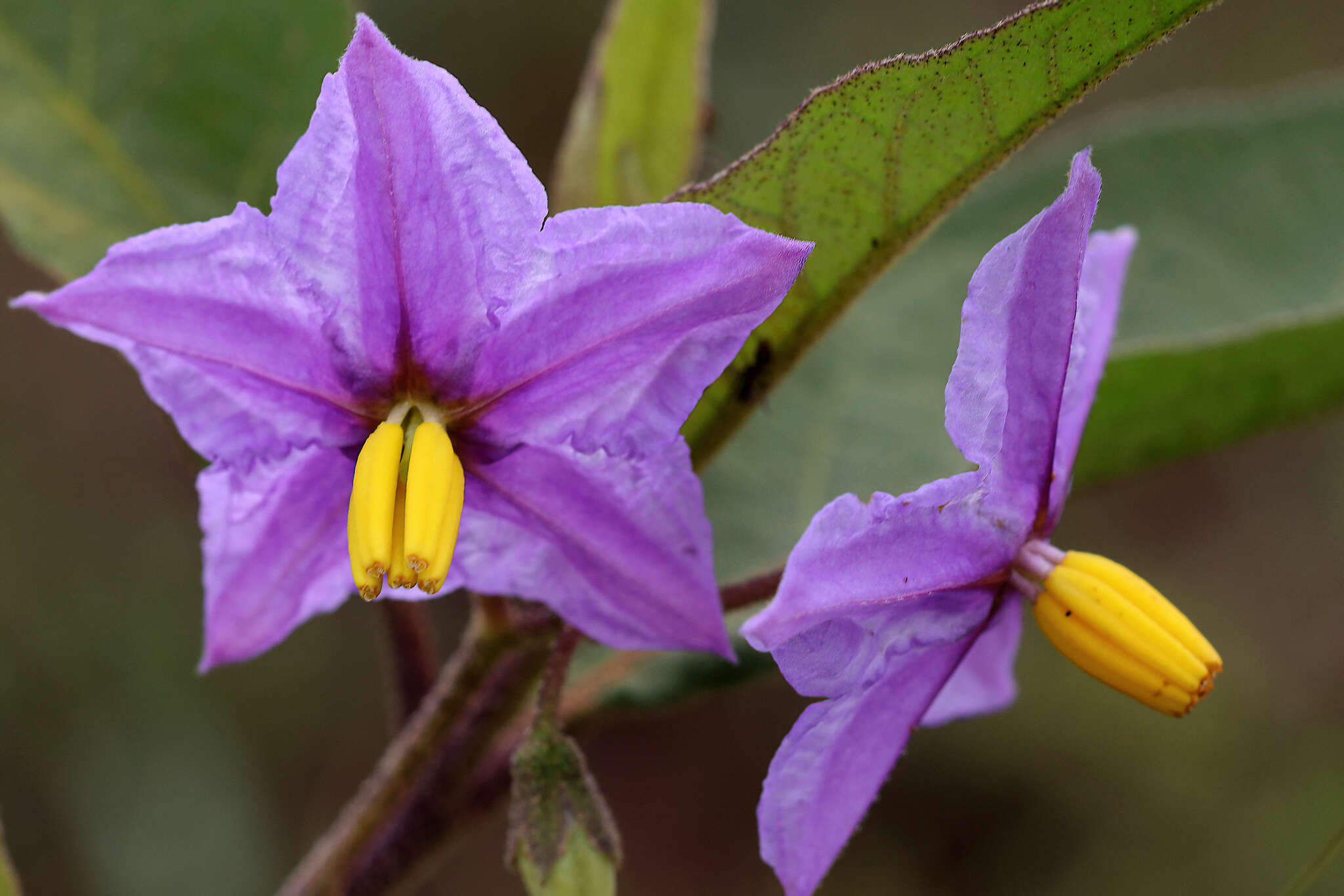 Image de Solanum campylacanthum Hochst. ex A. Rich.