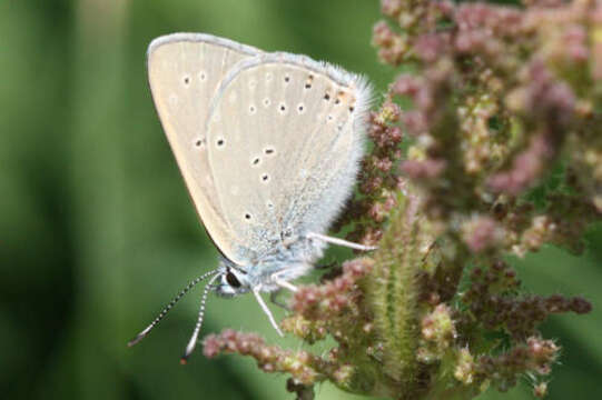 Image of <i>Lycaena hippothoe eurydame</i>