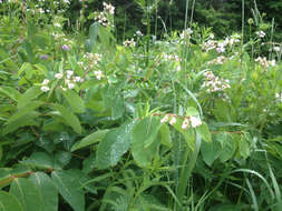 Image of flytrap dogbane