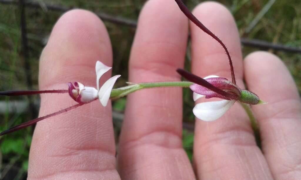 Image of Leptoceras menziesii (R. Br.) Lindl.