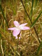 Image of Dianthus strictus Banks & Solander