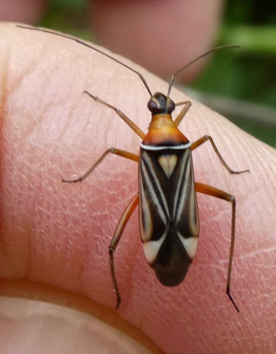 Image of Closterocoris amoenus (Provancher 1887)