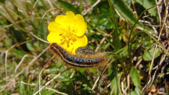 Image of Malacosoma alpicola Staudinger 1870