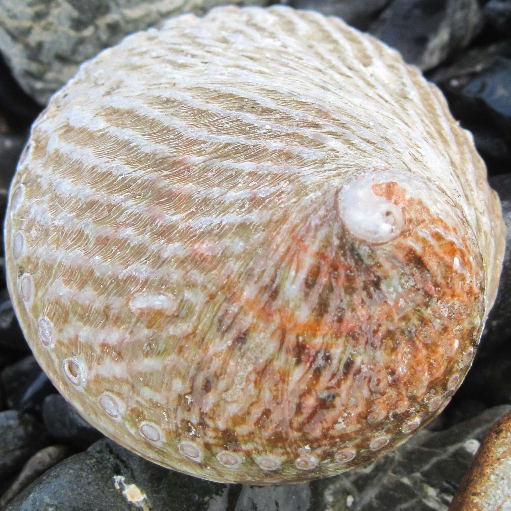 Image of silver abalone