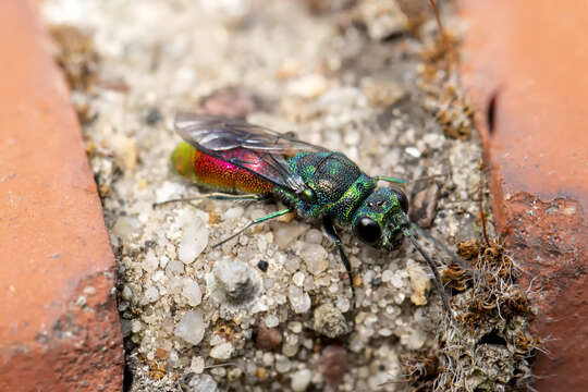 Image of <i>Chrysis impressa</i> Schenck 1856