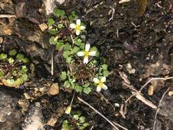 Image of Kentucky glade cress