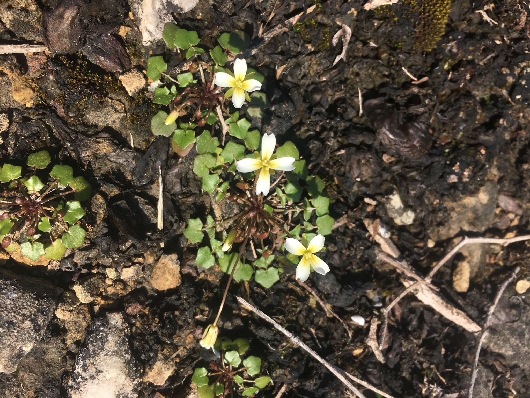 Image of Kentucky glade cress